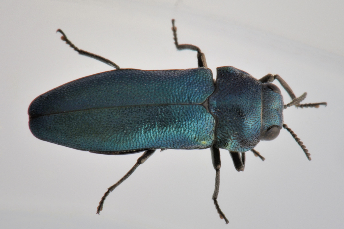 Buprestidae: Meliboeus parvulus (= violaceus)